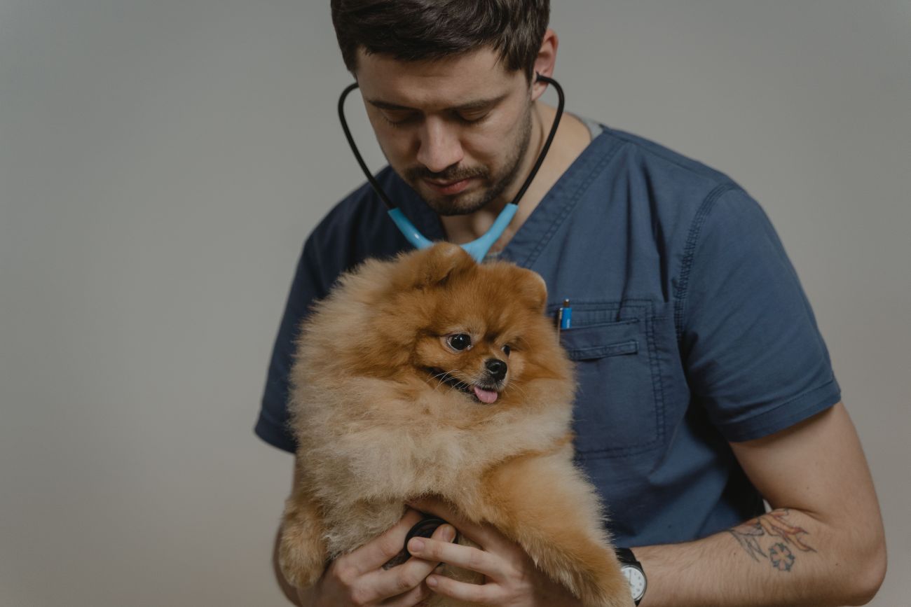 Cuidado excepcional para tu mascota